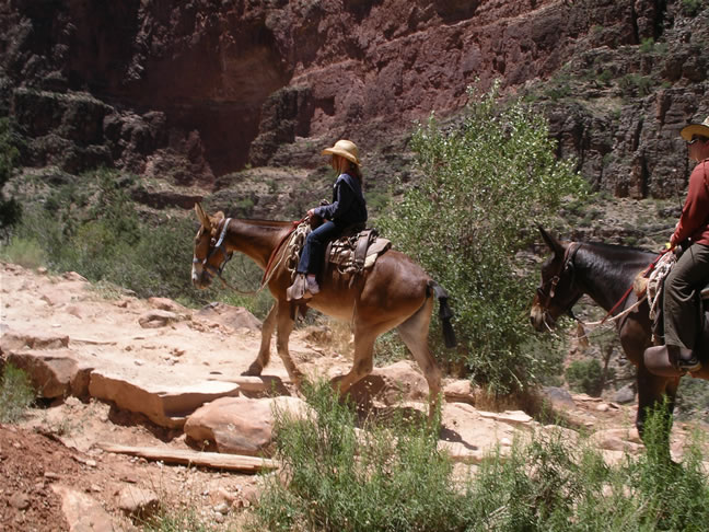 images/A-Mule Ride- returning to the Rim (19).jpg